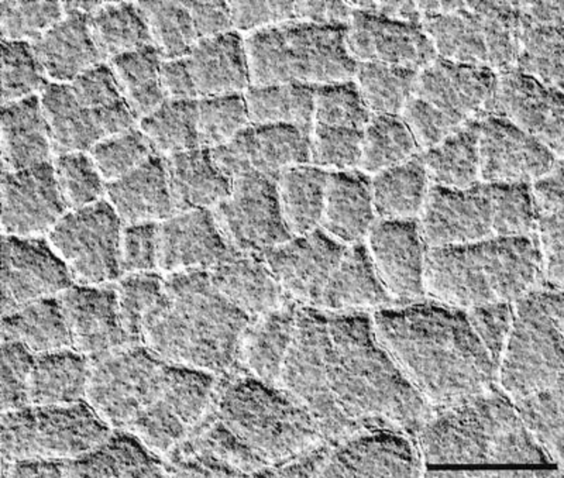 Cracks on Mars suggest the presence of water