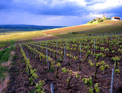 Europe's vineyards will be mapped by satellite