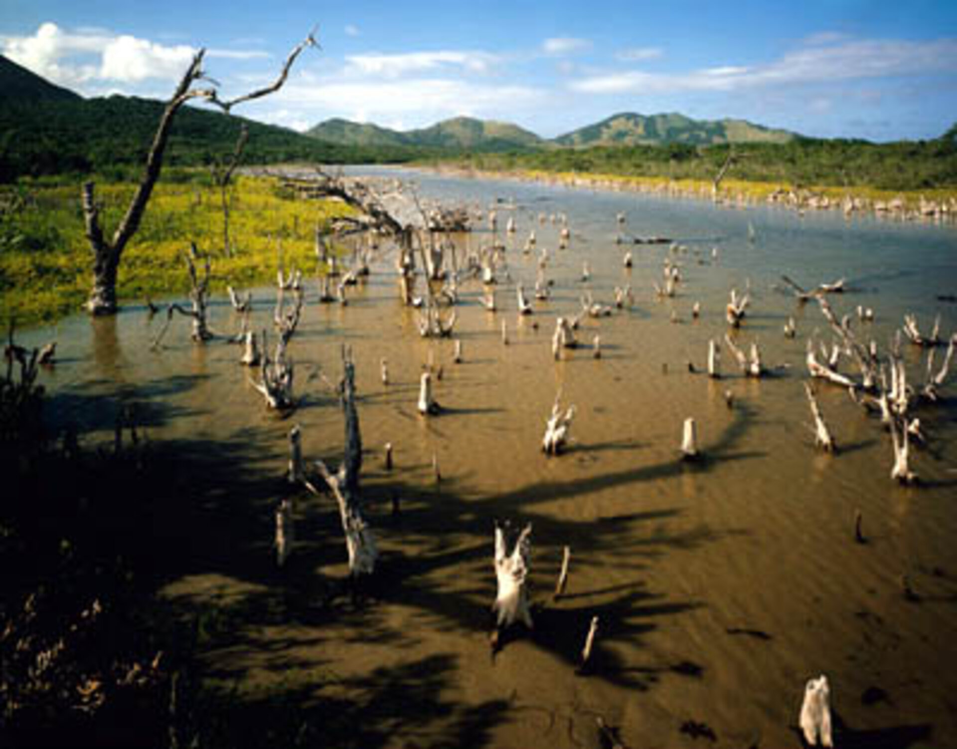 Wetlands are found all over Earth