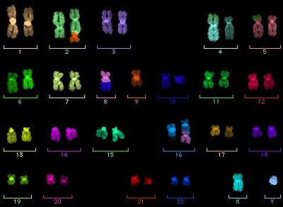 Multi-fluoreszierende Chromosomenkarte einer Zelle, die kosmischer Strahlung ausgesetzt wurde