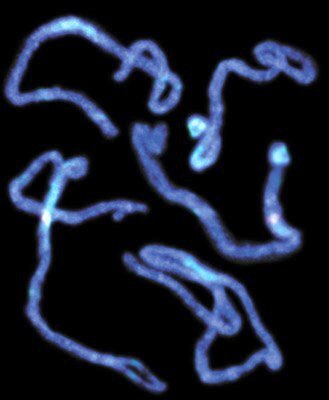 Isolated Arabidopsis chromosomes