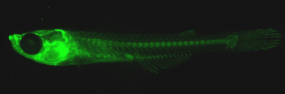 The transparency of fish embryos make them ideal monitoring objects