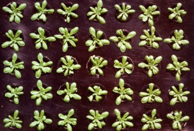Three week old Arabidopsis thaliana grown in solution culture