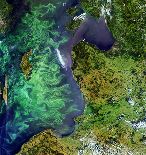 Envisat image of a phytoplankton bloom in the Baltic Sea