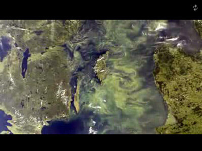Plankton bloom in the Baltic