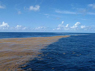 Sargassum in the Gulf of Mexico