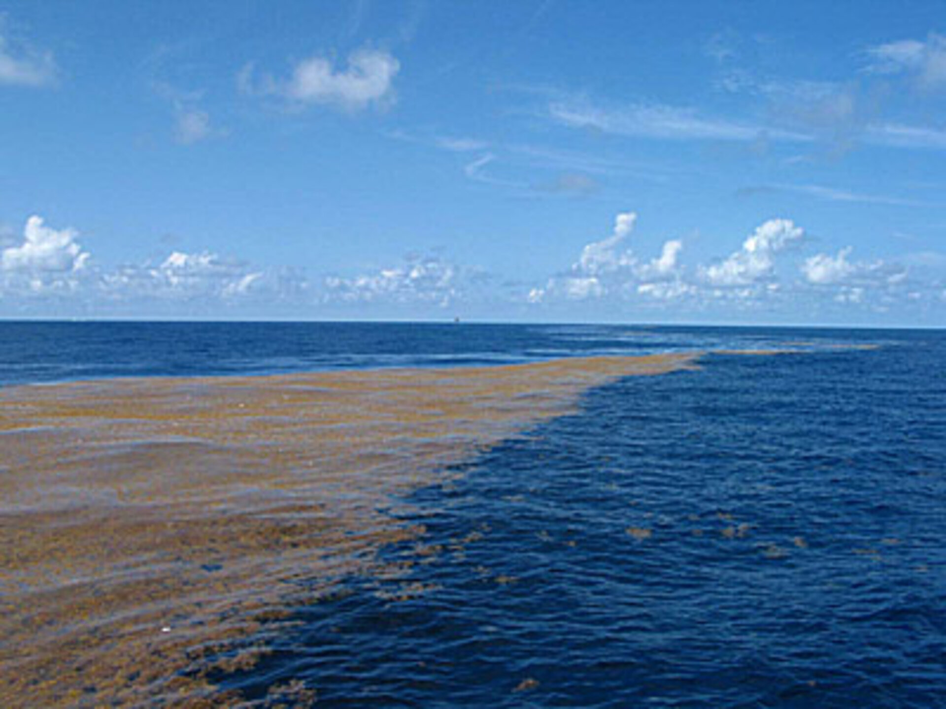 Sargassum in the Gulf of Mexico