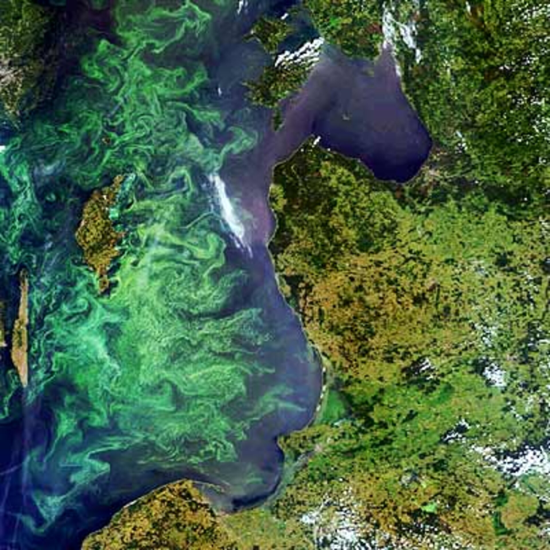 Tack vare satelliter som ESA:s Envisat kan man se hur algblomningarna sprider sig i Östersjön