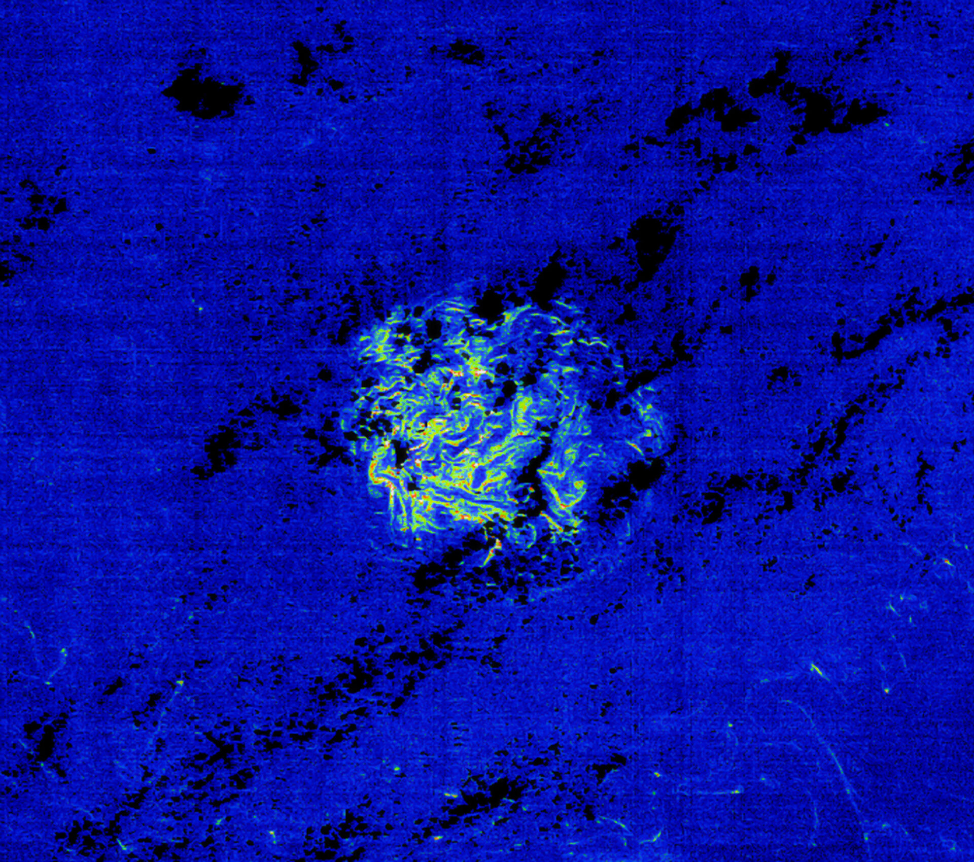 Envisat image of a patch of Sargassum