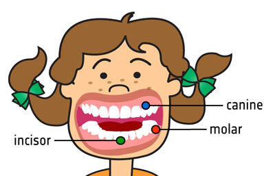 Hampaat: etuhampaat - kulmahampaat - välihampaat ja poskihampaat