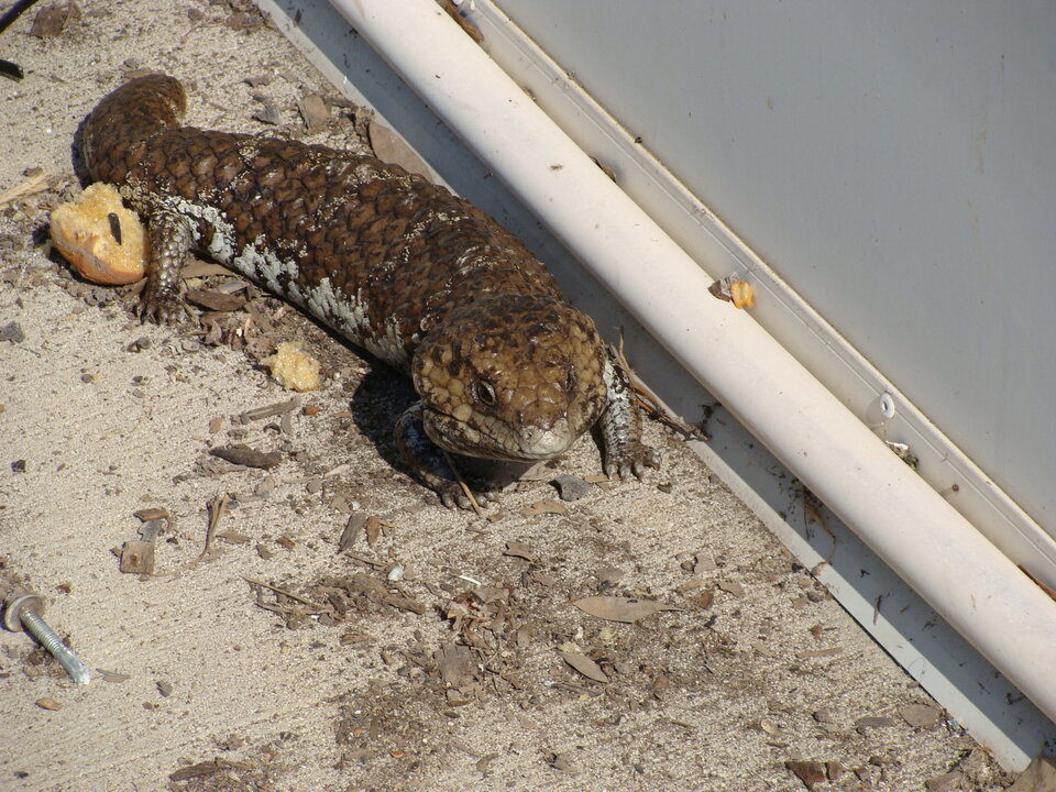 A curious Bobtail looking for lunch near the antenna