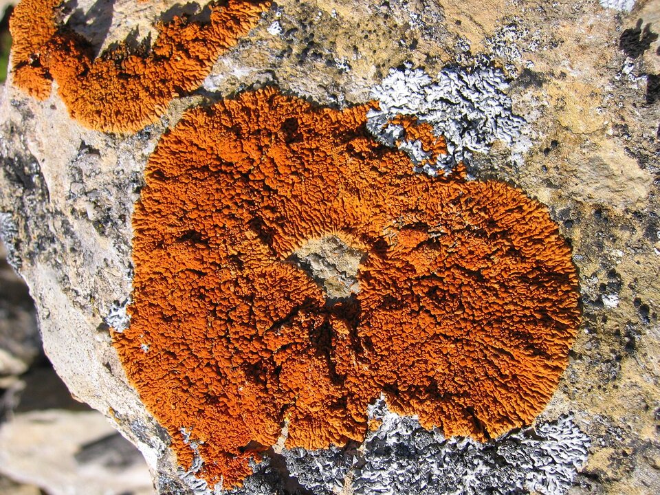 Xanthoria Elegans on Expose-E was collected in the mountains of Spain