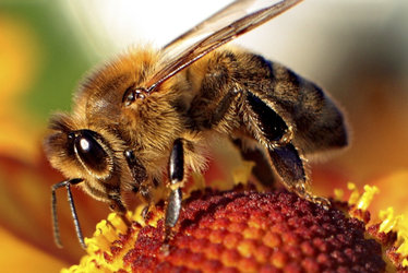 Honey bee at work