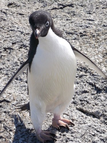 Adélie Penguin at Terra Nova Bay, Antarctica