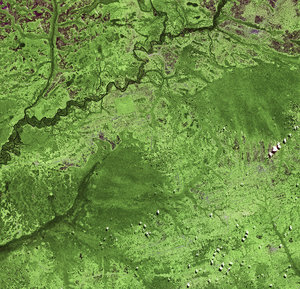 Deforestation in the DR Congo