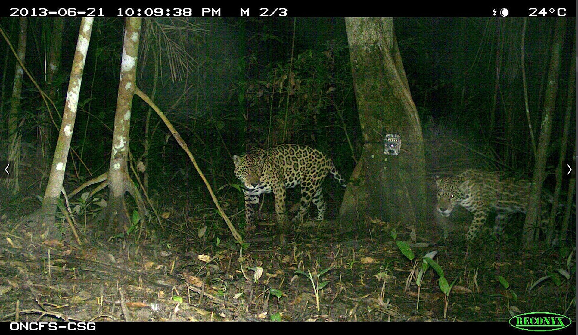 Jaguars trigger the cameras at CSG