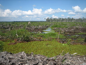 Deforestation damages peatlands