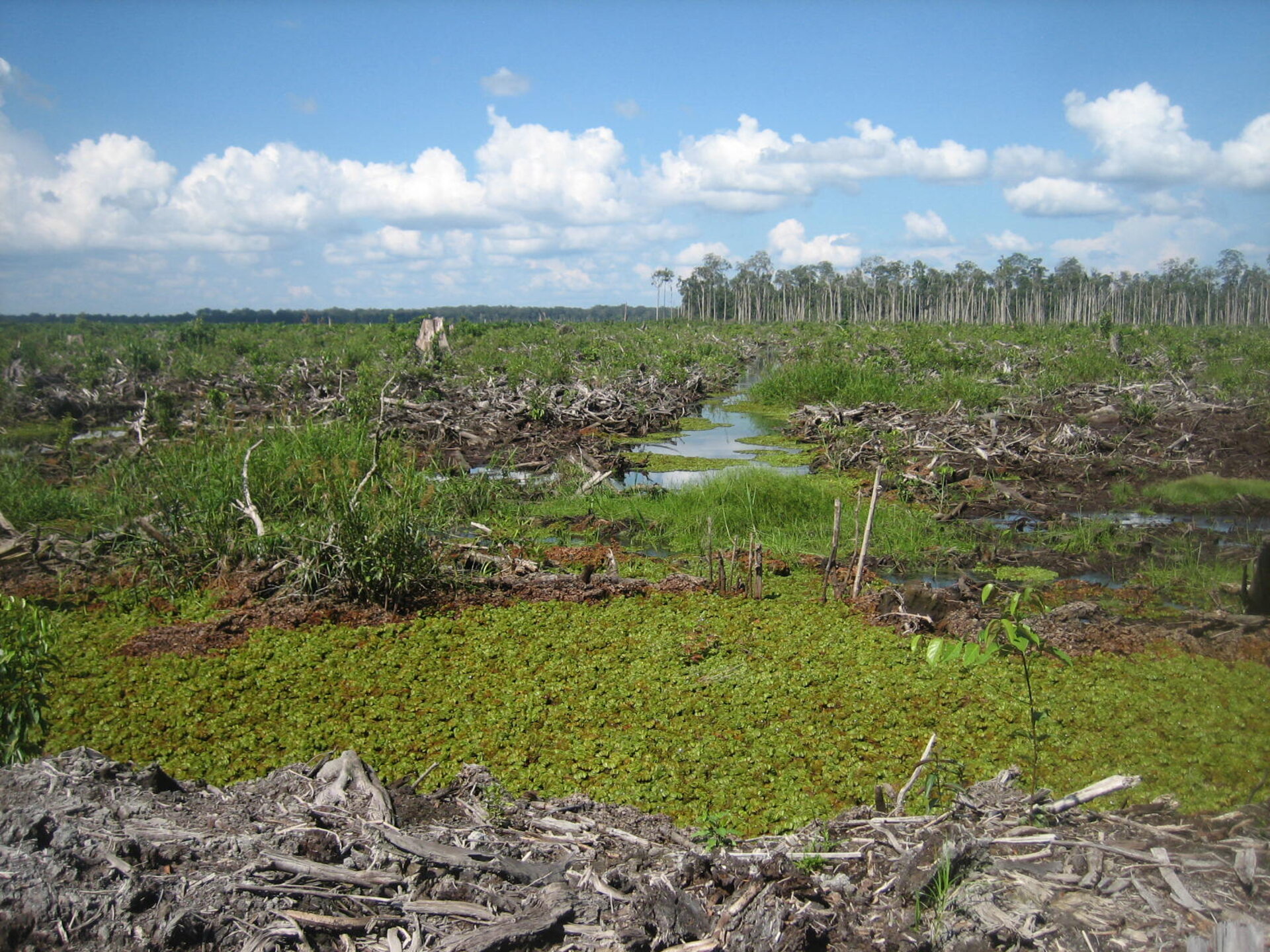 Deforestation damages peatlands