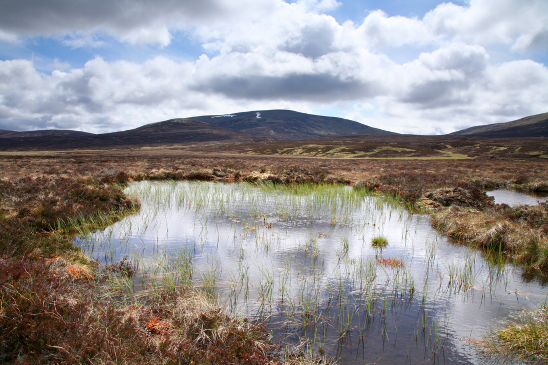 Peatlands play vital role in curbing climate change