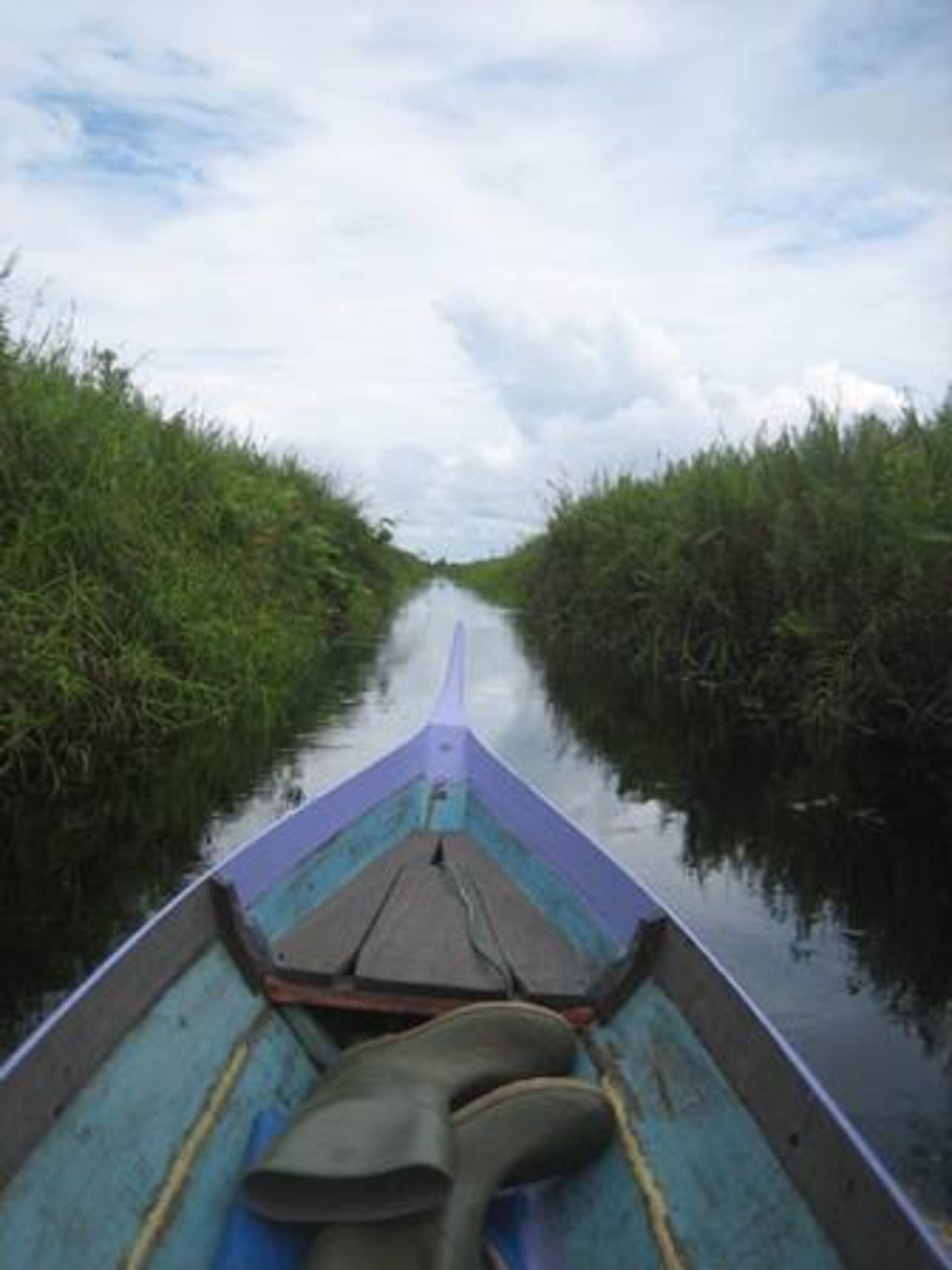 Tropical peatland by boat