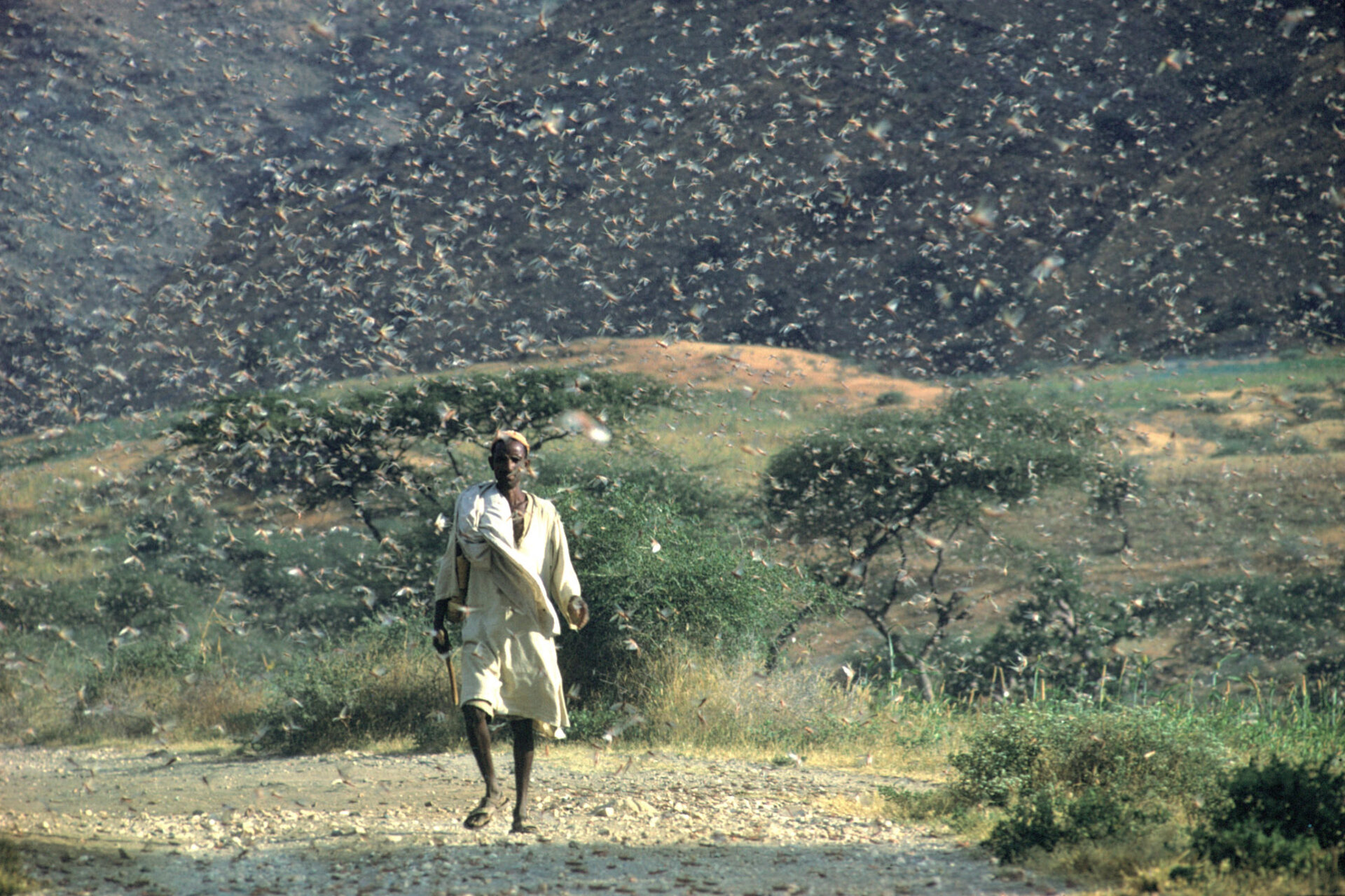Desert locust outbreak