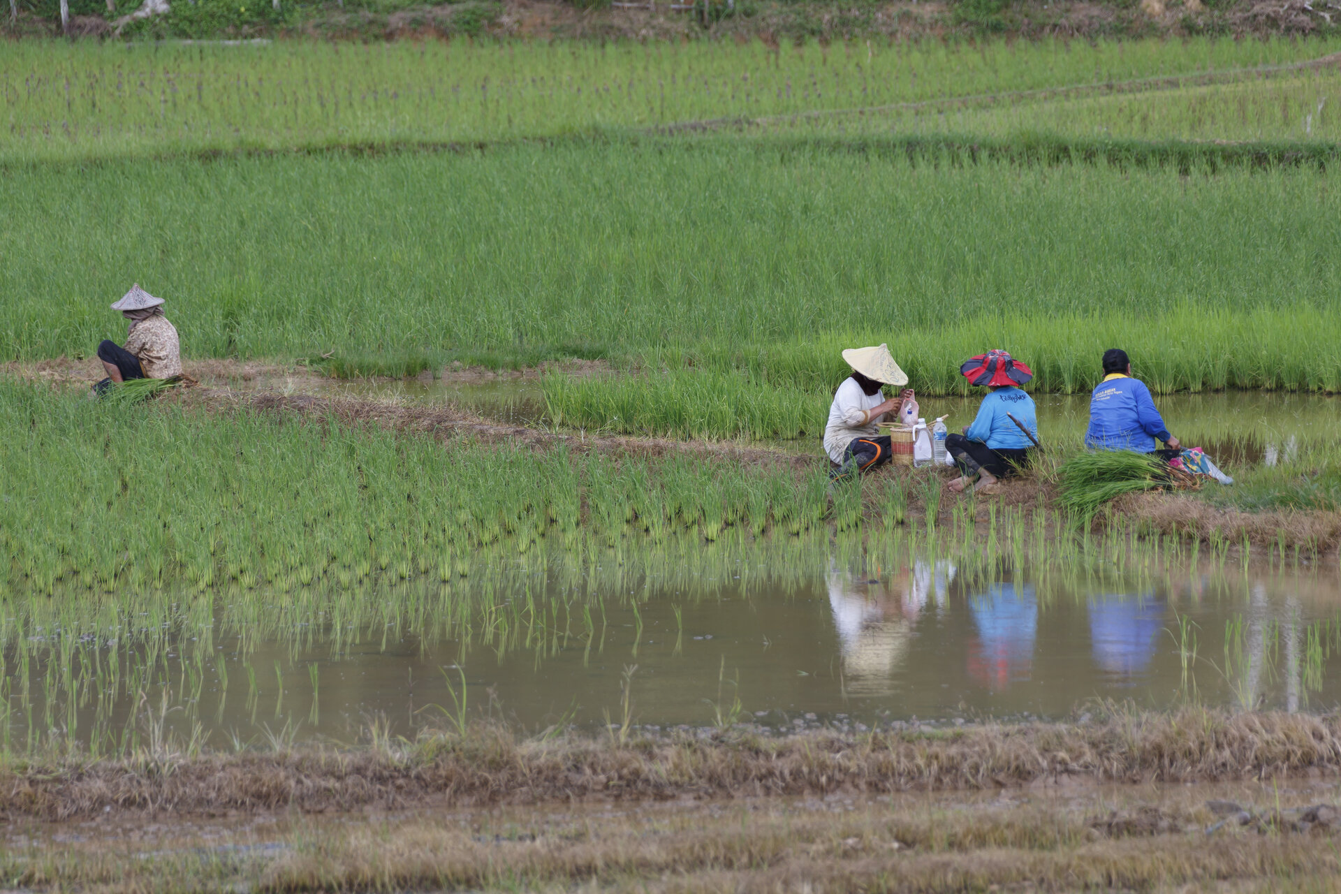 Rice cultivation is a major contribution to global warming
