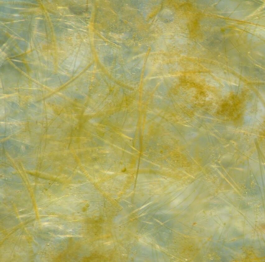 Mat of phytoplankton