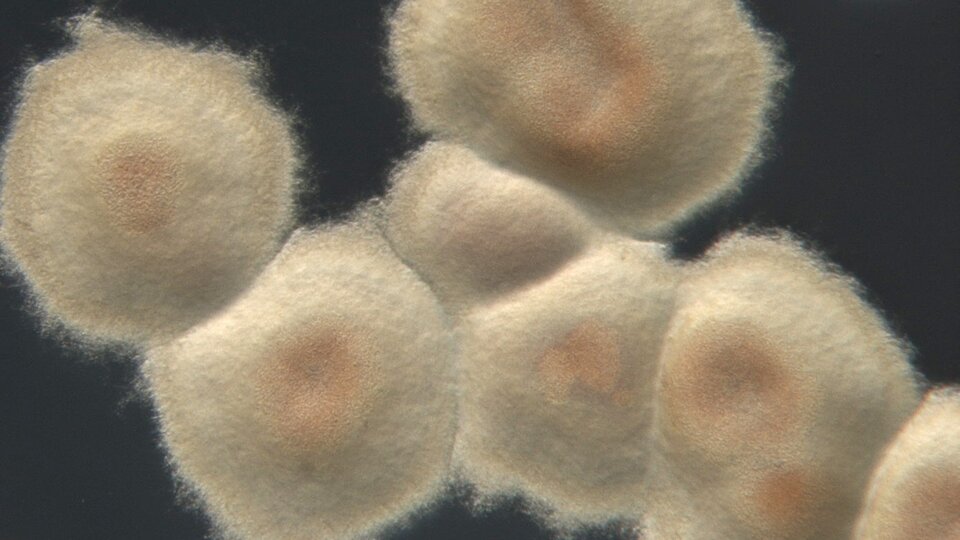 Streptomyces colony