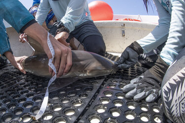 Caribbean reef shark being measured on deck