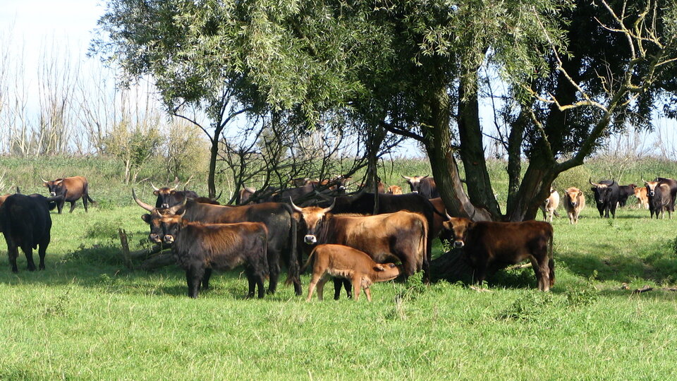 Heck cattle, Oostvadersplassen