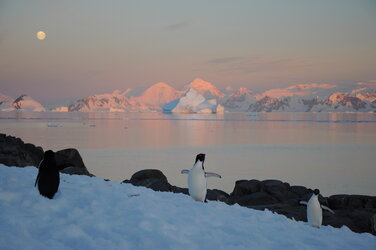 Adelie penguins on the Antarctic Peninsula