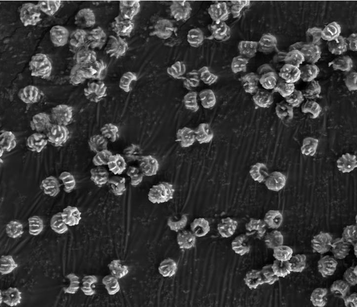 Microscopic image of test fungi