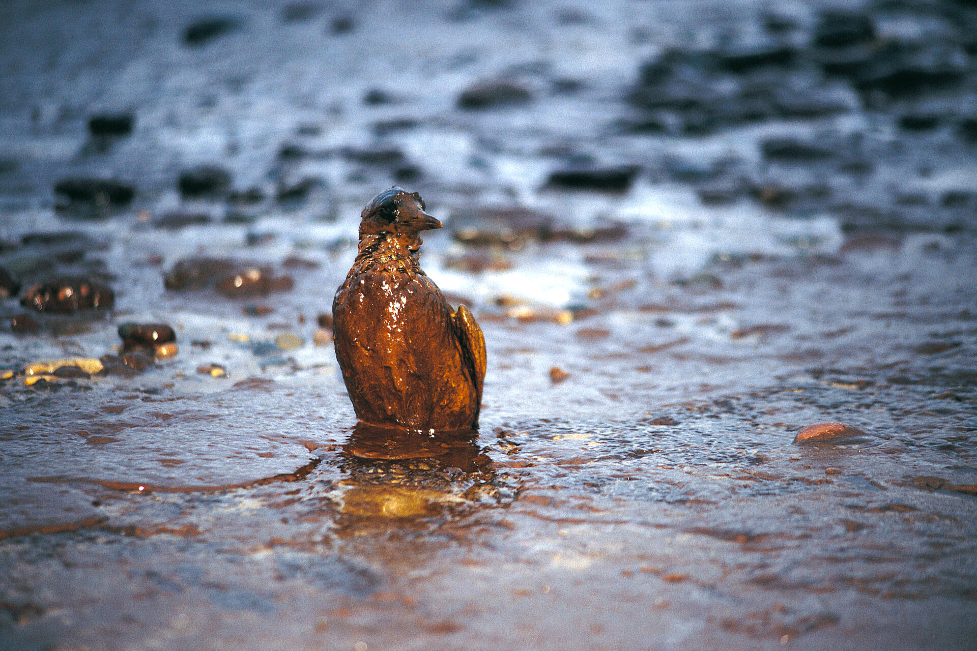Oil spills are also responsible for the death of fish and sea birds